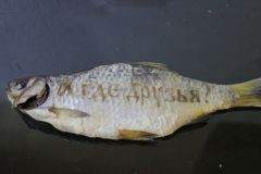 Рыба вяленная гравированая