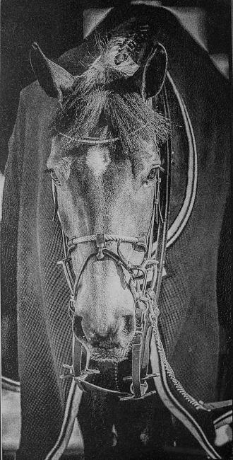 КоньКрашенный (2).jpg